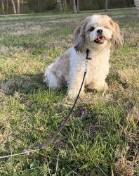 Lost Male Dog last seen Flagstaff st , Greater Landover, MD 20785
