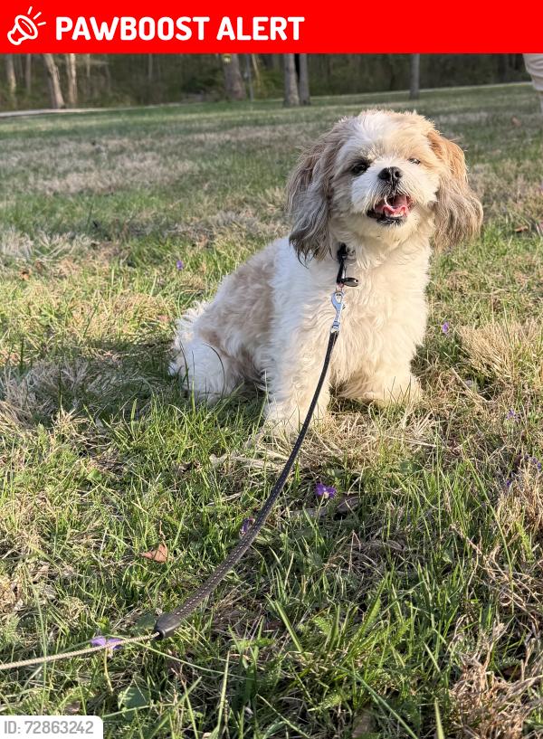 Lost Male Dog last seen Flagstaff st , Greater Landover, MD 20785