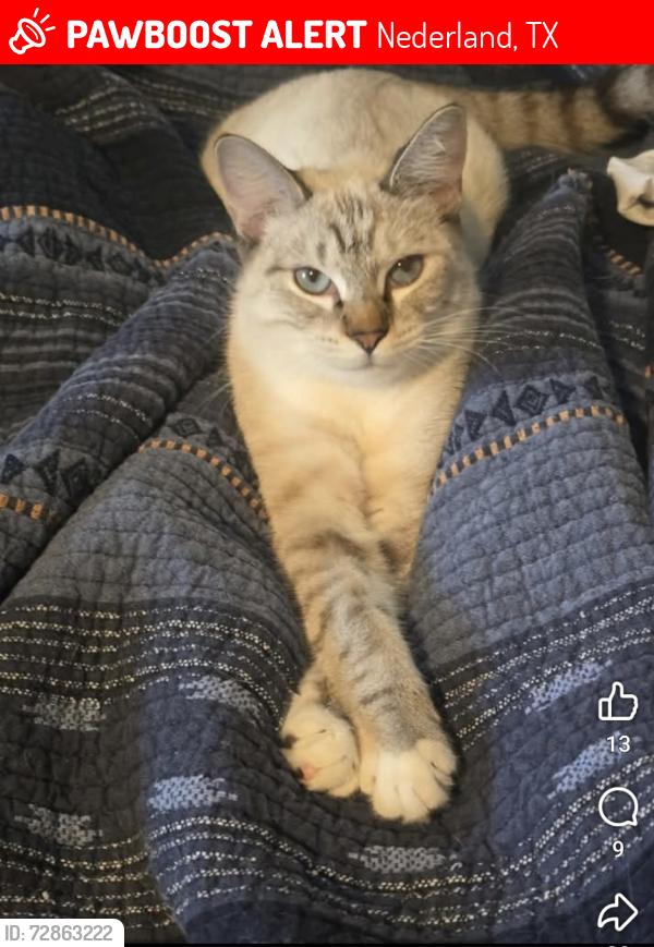 Lost Female Cat last seen 35th and Ave D, Nederland, TX 77627