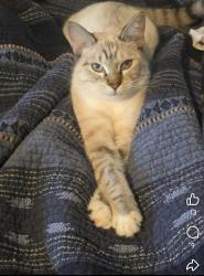 Lost Female Cat last seen 35th and Ave D, Nederland, TX 77627
