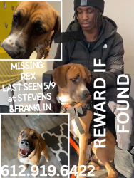 Lost Male Dog last seen Stevens and Franklin, Minneapolis, MN 55403