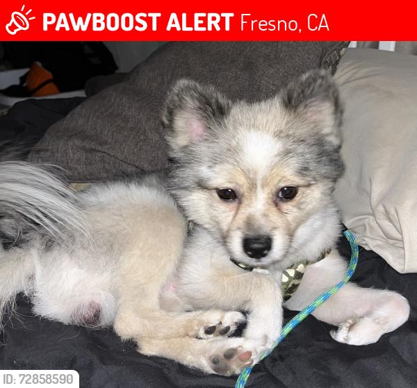Lost Male Dog last seen Cedar /tulare, maple/ cedar, Fresno, CA 93725