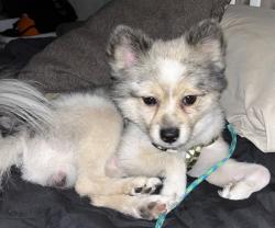 Lost Male Dog last seen Cedar /tulare, maple/ cedar, Fresno, CA 93725