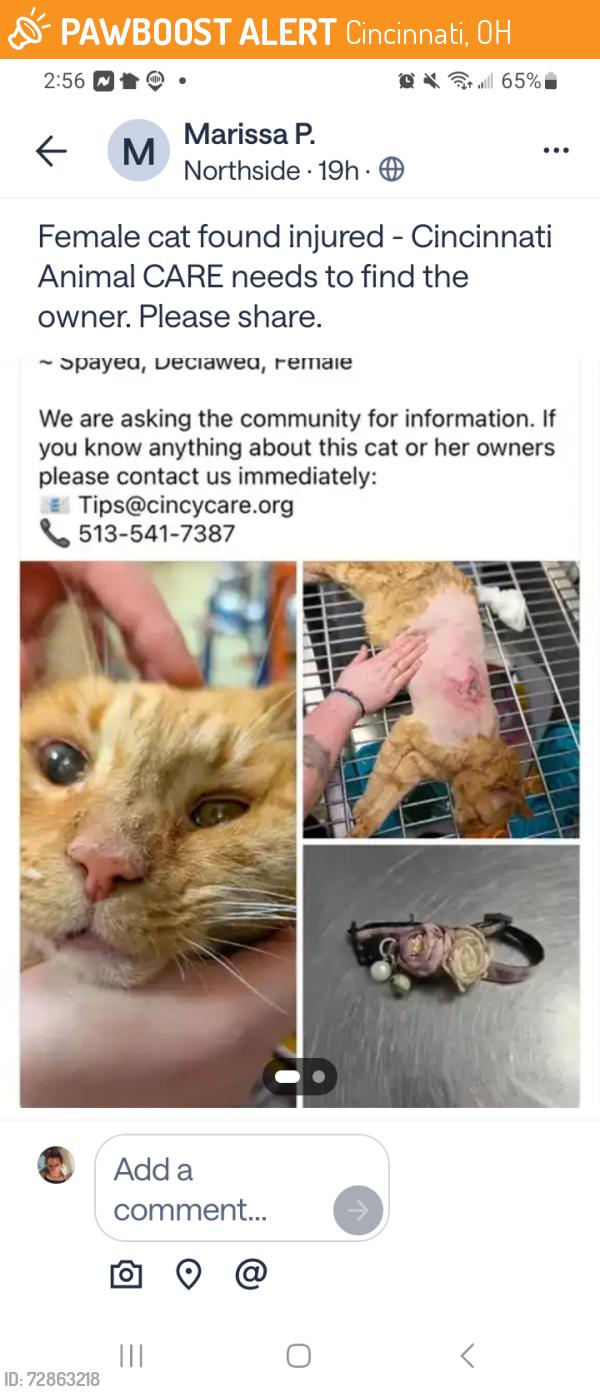 Found/Stray Female Cat last seen SPCA, Cincinnati, OH 45223