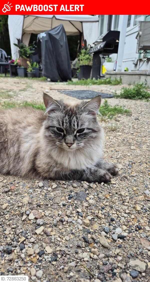Lost Male Cat last seen Le Routier, St Pierre Jolys, Saint Pierre-Jolys, MB R0A 1V0