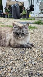 Lost Male Cat last seen Le Routier, St Pierre Jolys, Saint Pierre-Jolys, MB R0A 1V0