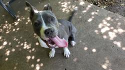Found/Stray Male Dog last seen Eden and Lynn Creek, Arlington, TX 76001