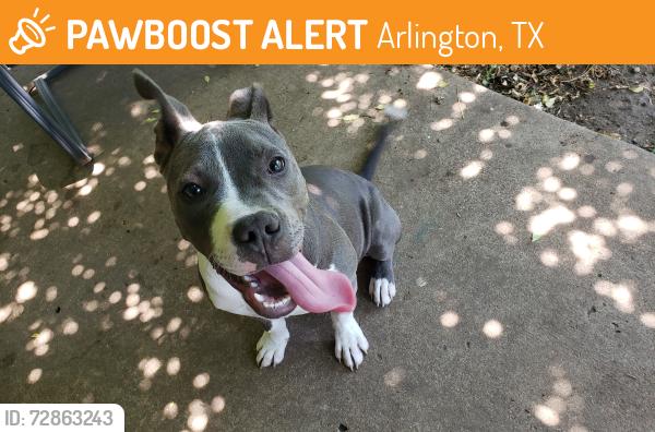 Found/Stray Male Dog last seen Eden and Lynn Creek, Arlington, TX 76001