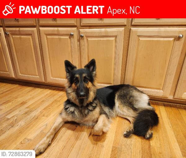 Lost Female Dog last seen Holt rd old jenks, Apex, NC 27523