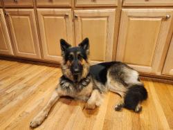 Lost Female Dog last seen Holt rd old jenks, Apex, NC 27523