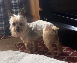 Found/Stray Male Dog last seen Raindrop Ct, Colorado Springs, CO 80917