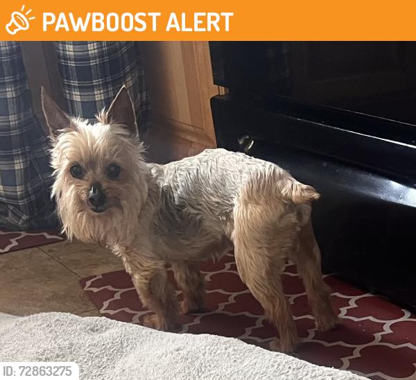 Found/Stray Male Dog last seen Raindrop Ct, Colorado Springs, CO 80917