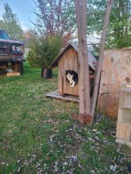 Lost Male Cat last seen Near E Lakeview court, Mooresville, IN 46158