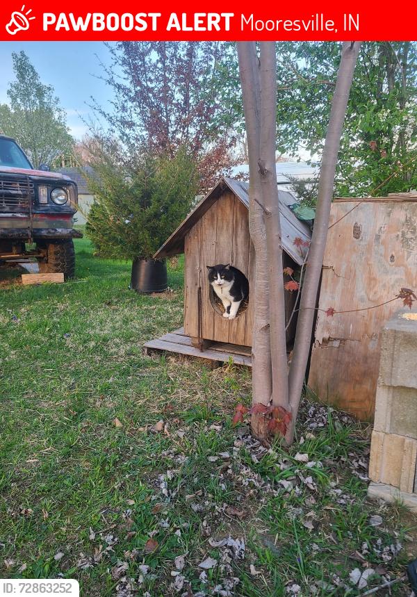 Lost Male Cat last seen Near E Lakeview court, Mooresville, IN 46158
