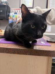 Found/Stray Male Cat last seen Tim’s avenue, Abbotsford, BC V2T
