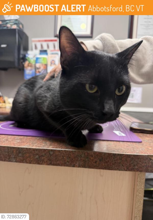 Found/Stray Male Cat last seen Tim’s avenue, Abbotsford, BC V2T