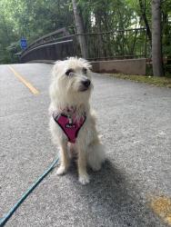 Reunited Female Dog last seen Marathon Gas Station, Acworth, GA 30102