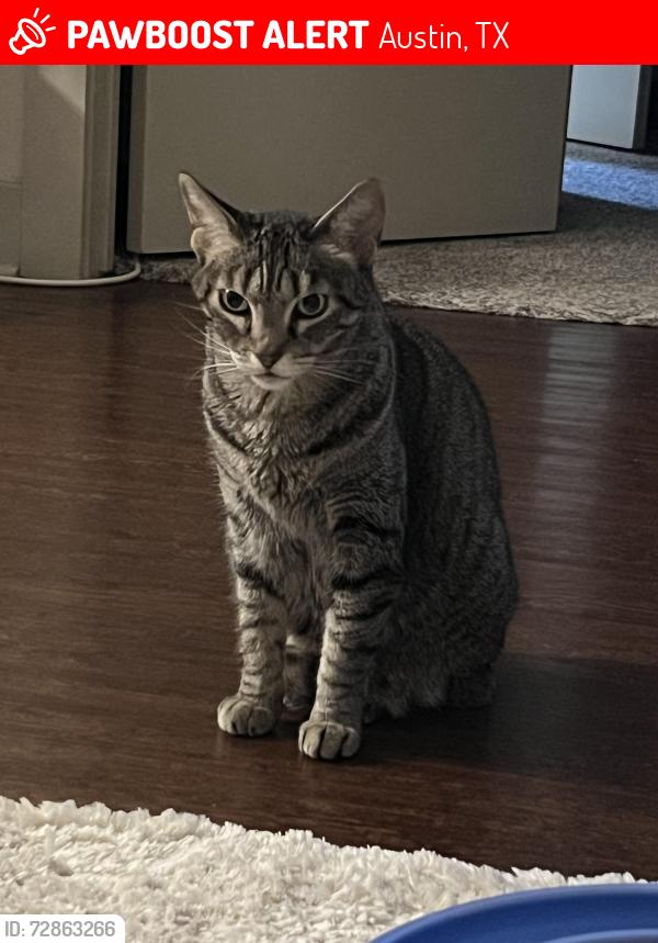 Lost Female Cat last seen Mueller area, Philomena street near HEB, Austin, TX 78723