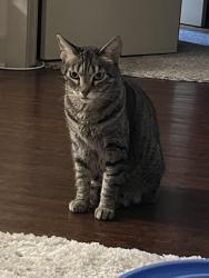 Lost Female Cat last seen Mueller area, Philomena street near HEB, Austin, TX 78723