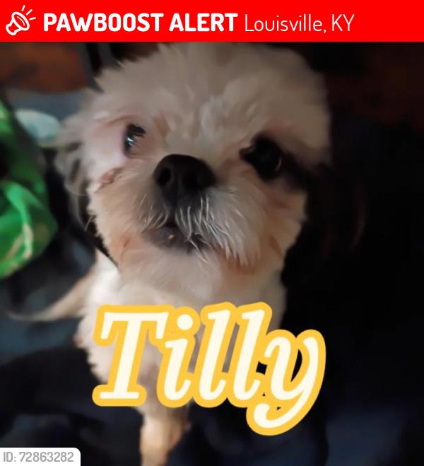 Lost Female Dog last seen Briscoe Lane, Louisville, KY 40228