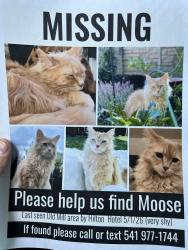 Lost Male Cat last seen SW Bluff Drive/Scalehouse Loop (Hilton Hotel), Bend, OR 97702