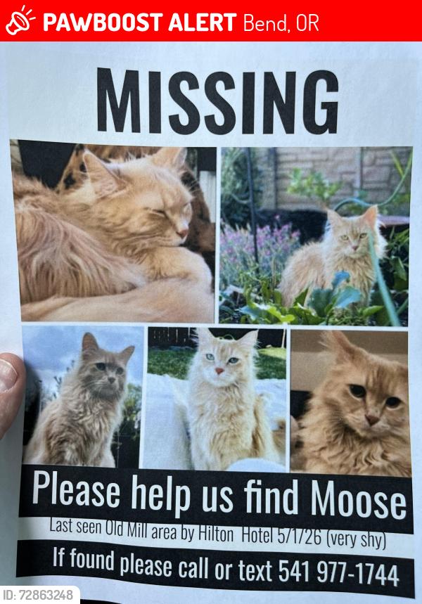Lost Male Cat last seen SW Bluff Drive/Scalehouse Loop (Hilton Hotel), Bend, OR 97702