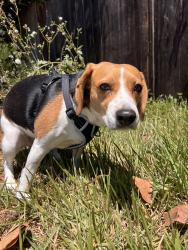 Found/Stray Female Dog last seen Mountain View, San Diego, CA 92116