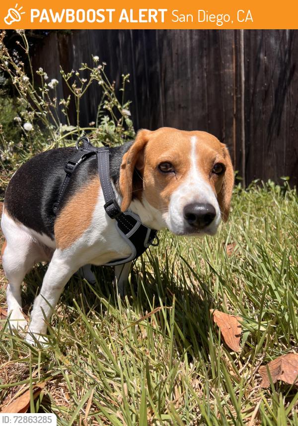Found/Stray Female Dog last seen Mountain View, San Diego, CA 92116