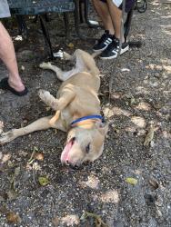 Found/Stray Male Dog last seen Near SW 24th St, Fort Lauderdale, FL 33315