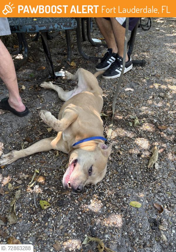 Found/Stray Male Dog last seen Near SW 24th St, Fort Lauderdale, FL 33315