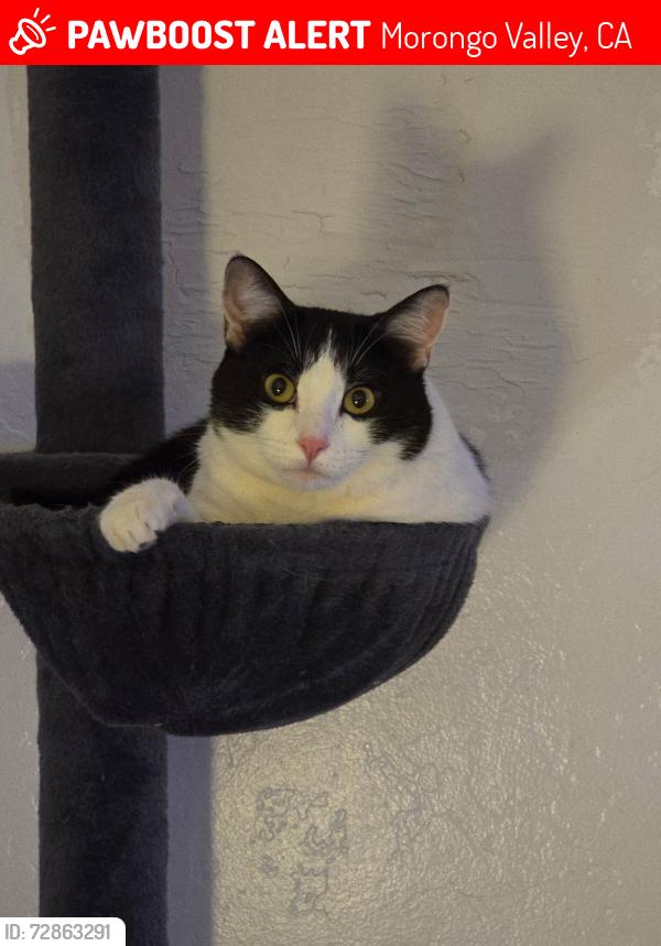 Lost Female Cat last seen Mojave and Pioneer, Morongo Valley, CA 92256