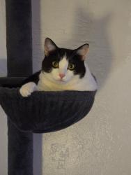 Lost Female Cat last seen Mojave and Pioneer, Morongo Valley, CA 92256