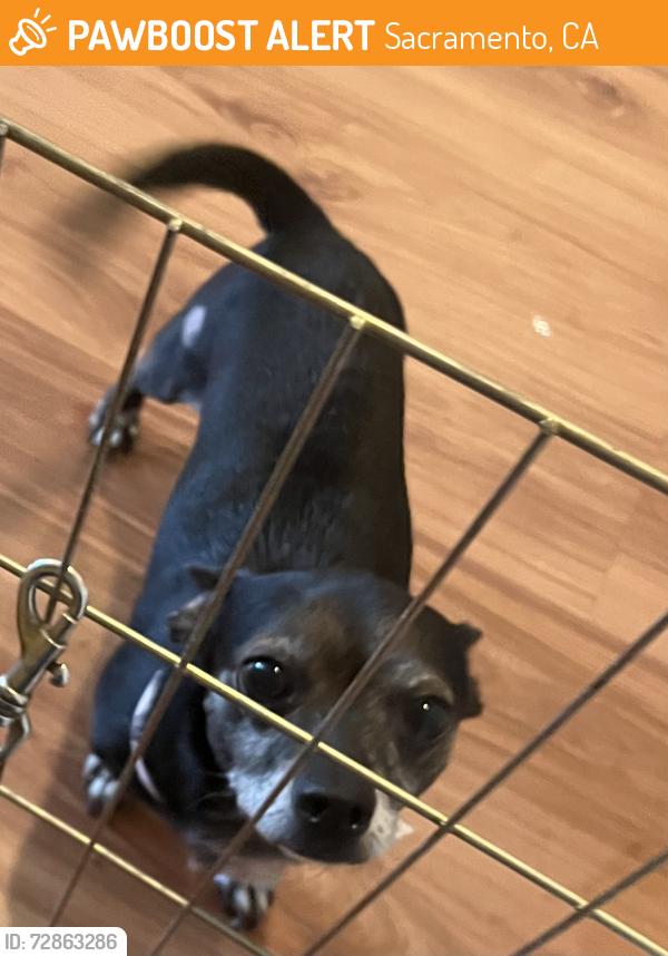 Found/Stray Male Dog last seen Feanklin, Sacramento, CA 95823