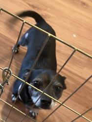 Found/Stray Male Dog last seen Feanklin, Sacramento, CA 95823