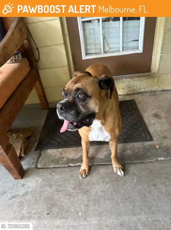Found/Stray Female Dog last seen Pineapple Avenue melbourne fl , Melbourne, FL 32935