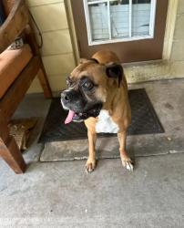 Found/Stray Female Dog last seen Pineapple Avenue melbourne fl , Melbourne, FL 32935