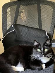 Lost Male Cat last seen Between Fountain Park apmts and Anacostia State Park, Hyattsville, MD 20781