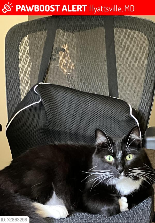 Lost Male Cat last seen Between Fountain Park apmts and Anacostia State Park, Hyattsville, MD 20781
