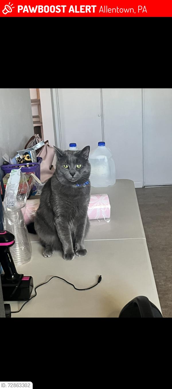 Lost Male Cat last seen Zandy steak shop, Allentown, PA 18103