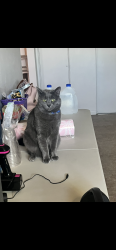 Lost Male Cat last seen Zandy steak shop, Allentown, PA 18103