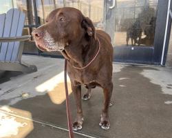Shelter Stray Male Dog last seen Near BLOCK N ACOMA ST, DENVER CO 80204, 1241 W Bayaud Ave, Denver, CO 80223, USA