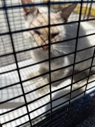 Shelter Stray Male Cat last seen 26-00143847, Doral, FL 33122