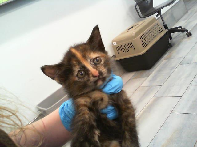 Shelter Stray Female Cat last seen CHARLOTTE, Charlotte, NC 28217