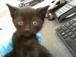 Shelter Stray Male Cat last seen CHARLOTTE, Charlotte, NC 28217