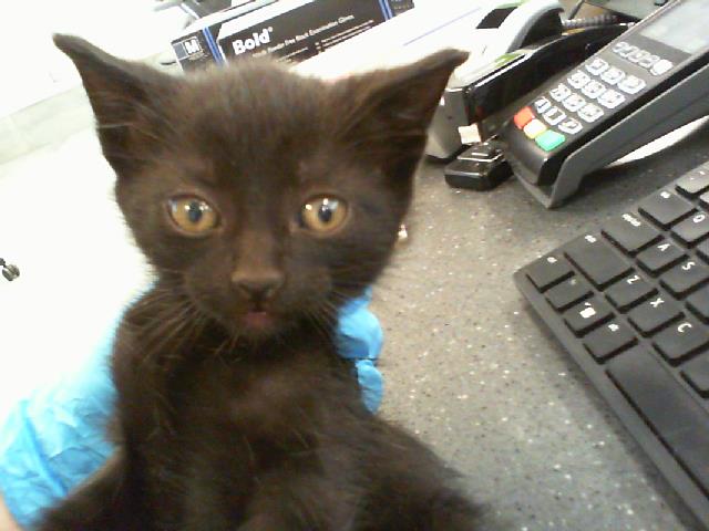 Shelter Stray Male Cat last seen CHARLOTTE, Charlotte, NC 28217