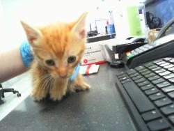 Shelter Stray Male Cat last seen CHARLOTTE, Charlotte, NC 28217