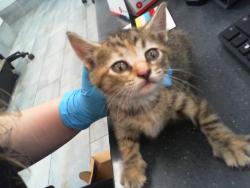 Shelter Stray Female Cat last seen CHARLOTTE, Charlotte, NC 28217