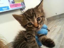 Shelter Stray Female Cat last seen CHARLOTTE, Charlotte, NC 28217