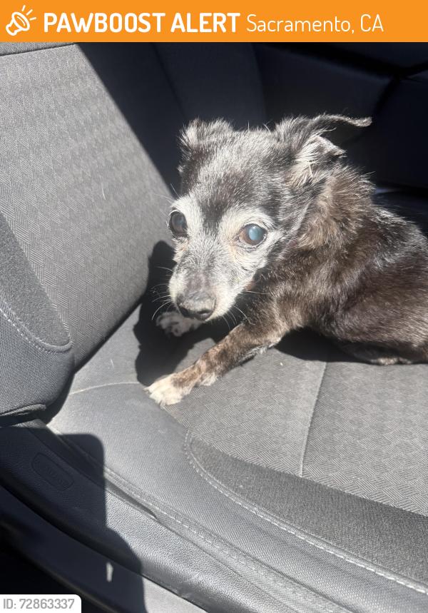 Found/Stray Female Dog last seen Bradshaw animal shelter, Sacramento, CA 95828