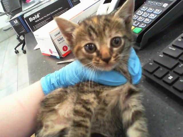 Shelter Stray Female Cat last seen CHARLOTTE, Charlotte, NC 28217